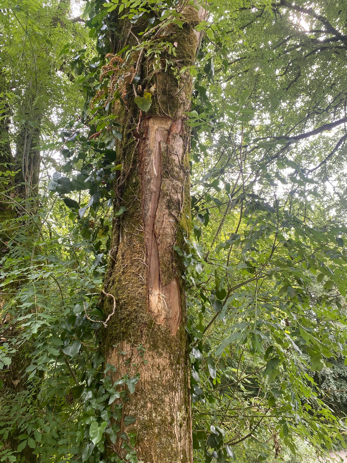 Long exposed scar on a tree trunk in the photograph relied upon by the family for the reported tractor collision.